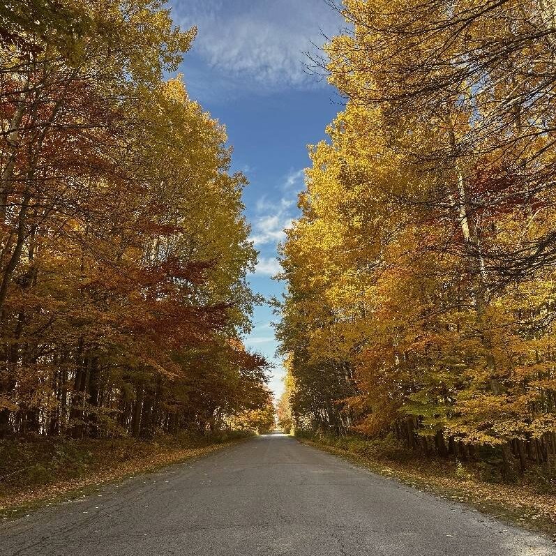 A road with trees on both sides of it