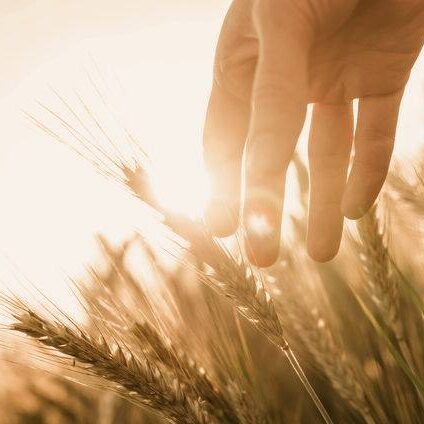 A hand touching the top of some grass