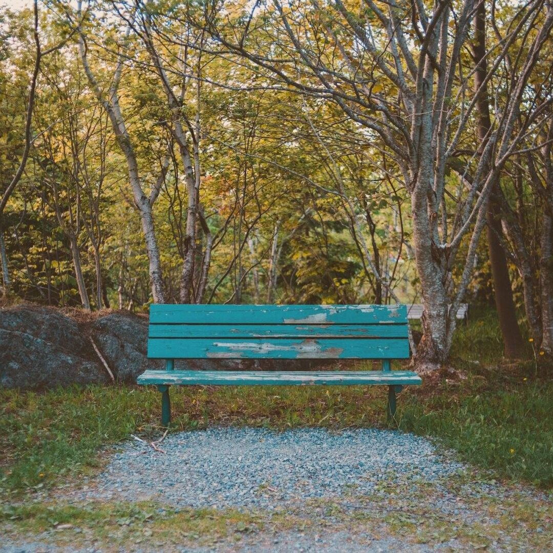 A bench in the middle of a park